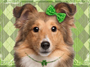 Fine Irish Lassie<br>Talking Card St. Patrick's Day eCards