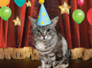 Purrfect Birthday<br>Talking Card Birthday eCards