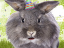Birthday eCard: Another Gray Hare<br>Talking Card