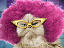 Bad Fur Day<br>Talking Card Just Because eCards