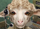Have Ewe Herd?<br>Talking Card Just Because eCards