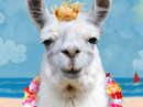 Bahama Llama<br>Talking Card Just Because eCards