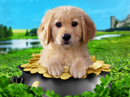 Pot O'Golden<br>Talking Card St. Patrick's Day eCards