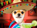 Happy Cinco de Mayo<br>Talking Card Cinco De Mayo eCards