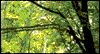 Arbor Day  -- Arbor Day eCard from American Greetings