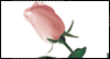 Special Niece  -- Niece Mothers Day eCard from MSN Greetings