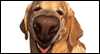 I Nose It! -- Pets Birthday eCard from Yahoo! Greetings