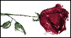 More than Words Can Say  -- Romantic Birthday eCard from American Greetings