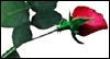 Love, Like a Rose Sweetheart Everyday Ecard