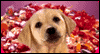 Puppy Love  -- Funny Valentines Day eCard from American Greetings