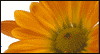 Flowers for Volunteers  -- National Volunteer Week eCard from American Greetings