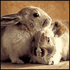 Hoppy Easter  -- Printable Everyday Easter Greeting Cards eCard from American Greetings