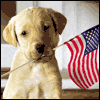 4th of July greeting cards