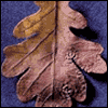 Deepest Sympathy for the Loss of Your Son -- Loss of Family Member Sympathy Greeting Cards project from Yahoo! Greetings