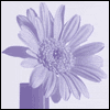 Caring Thoughts on the Loss of Your Husband -- Loss of Family Member Sympathy Greeting Cards project from Yahoo! Greetings
