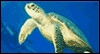 5/23 World Turtle Day May eCards