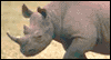5/1 Save the Rhino Day May eCards