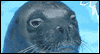 3/22 National Day of the Seal March eCards
