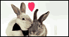 Honey Bunny Love eCards