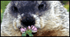 Ode to Groundhogs -- Groundhog Day eCard from Yahoo! Greetings