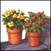 A Place for Dreams to Grow -- New Home Congratulations Greeting Cards project from Yahoo! Greetings