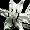 Others Care and Pray -- Religious Sympathy Card project from Yahoo! Greetings
