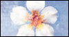 Happy Shavuot 