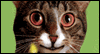 Singing Birthday Cat  -- Pets Birthday eCard from American Greetings
