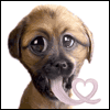 Tongue-tied -- Twisted Whiskers Anniversary Greeting Cards project from Yahoo! Greetings