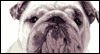 Deep Breath -- Pets Birthday eCard from Yahoo! Greetings