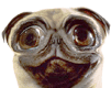 Love Pug