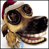 Looks Like Christmas -- Twisted Whiskers Christmas Greeting Cards project from Yahoo! Greetings