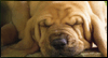 Birthday Dreams  -- Pets Birthday eCard from American Greetings