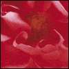 Special Mom and Dad -- Significant Other Valentines Day Greeting Cards project from Yahoo! Greetings