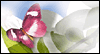 Wonderful Niece  -- Niece Mothers Day eCard from MSN Greetings