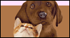 Pet Week May eCards