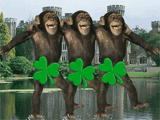 Not Everyone Is Irish 