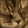 Resting Easy -- Pet Sitting Thank You Greeting Cards project from Yahoo! Greetings