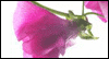 Comfort and Peace Sympathy eCards