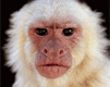 Wassup Monkey