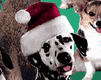 Singing Dogs