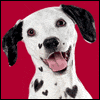 Dog-gone Special -- Sibling Valentines Day Card project from Yahoo! Greetings