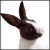 A Special Easter  -- Printable Everyday Easter Greeting Cards eCard from American Greetings