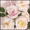Golden Anniversary -- Milestone Anniversary Greeting Cards project from Yahoo! Greetings