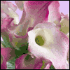 Loss of Mother -- Loss of Family Member Sympathy Greeting Cards project from Yahoo! Greetings
