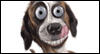 Where's the Cake  -- Pets Birthday eCard from American Greetings