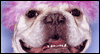 Good Dog?  -- Pets Just Because eCard from American Greetings