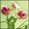 Healing Thoughts -- Get Well Greeting Cards For Anyone project from Yahoo! Greetings
