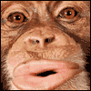 Monkeying Around -- Funny Get Well Greeting Cards project from Yahoo! Greetings