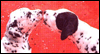 So Glad You're Mine -- Pets Love eCard from Yahoo! Greetings